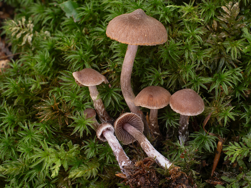 Cortinarius aurilicis
